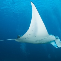 Manta