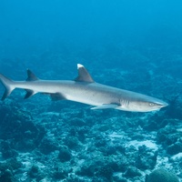 White tip close up