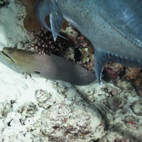 Jack fish hunt Moray