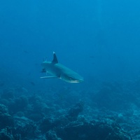 White tip close up