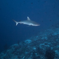 Reef Shark