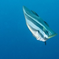 curious Longfin batfish