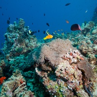 Mledives Coral with domestic Clown