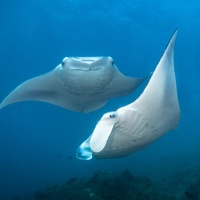 Manta dancers