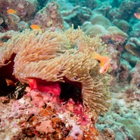 Maledives Anemone