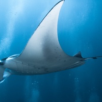 Manta Ray