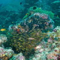 Anemone City & Glass fish