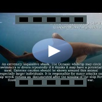 Oceanic White Tip Shark - night dive HD video