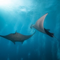 Manta Rays in bubbles