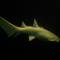 Nurse Shark in the Night