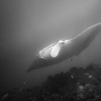 Manta Ray