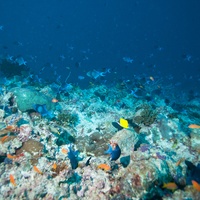 School of Blue Triggerfish