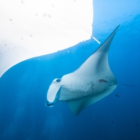 Manta Rays