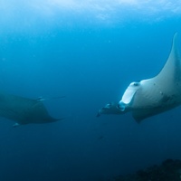 Manta Rays