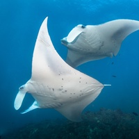 Dancing Mantas