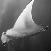 Flying Manta Ray