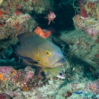 A Fish