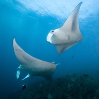 Flying Manta Rays