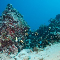 School of Bannerfish