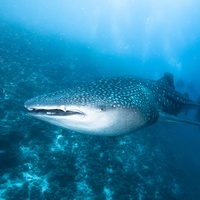 Mr. Whale Shark