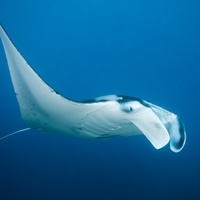 Manta Ray