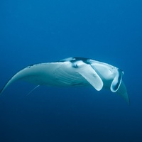 Manta Ray