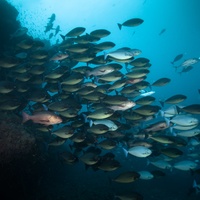 Cloud of Surgeon Fishes