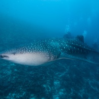 The Whale Shark