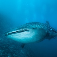 Whale Shark