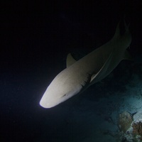 Nurse Shark in the Night