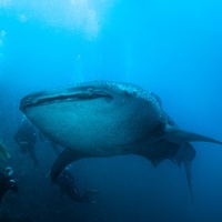 Whale Shark