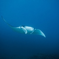 Manta Ray