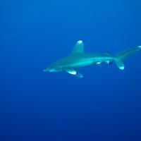 Longimanus