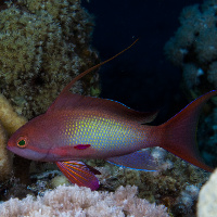 Jewel fairy basslet (Pseudanthias squamipinnis) - male