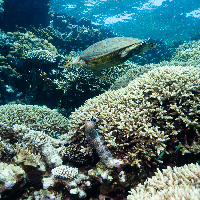 Hawksbill sea turtle (Eretmochelys imbricata) & Blackmouth sea cucumber (Pearsonothuria graeffei)