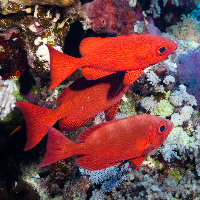 Common bigeye (Priacanthus hamrur)