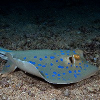 Bluespotted stingray (Taeniura lymma)