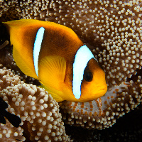 Red Sea anemonefish (Amphiprion bicinctus) & Three-spot damsel (Dascyllus trimaculatus)