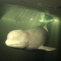 White Whale (Delphinapterus leucas)