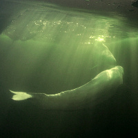 White Whale (Delphinapterus leucas)