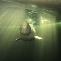 White Whale (Delphinapterus leucas)