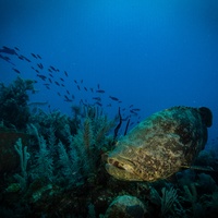 Kanic obrovský (Atlantic goliath grouper)