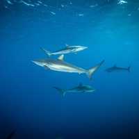 Silky sharks