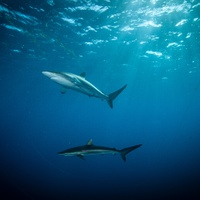 Silky sharks