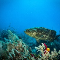 Kanic obrovský (Atlantic goliath grouper)