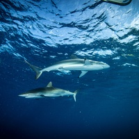 Silky sharks