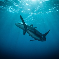 silky sharks