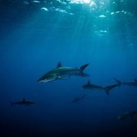 silky sharks