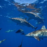 Silky sharks