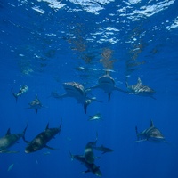 silky sharks